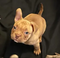 khlua, a female American Bully for sale in Palm Harbor, FL – Photo 1 of 2