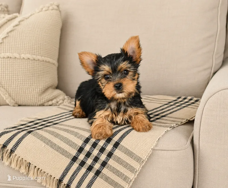 C.K – Yorkshire Terrier puppy for sale in Concord, NC
