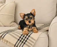 C.K, a male Yorkshire Terrier for sale in Concord, NC – 1 of 1