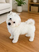 Rosie, a female Maltese for sale in Concord, NC – 2 of 2
