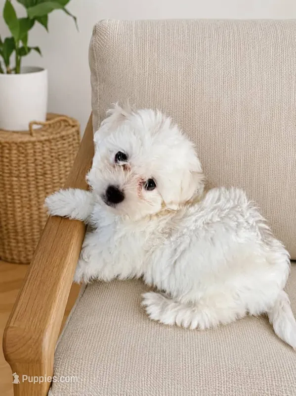 Rosie – Maltese puppy for sale in Concord, NC