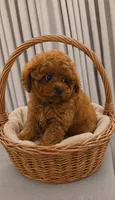 Pinkett, a female Poodle - Toy  for sale in Concord, NC – 1 of 2