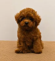 Pinkett, a female Poodle - Toy  for sale in Concord, NC – 2 of 2