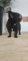 AKC Fluffy boy, a male Chihuahua for sale in Brooklyn, NY – 6 of 7