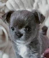 Fluffy Blue Girl , a female Chihuahua for sale in Brooklyn, NY – Photo 4 of 4