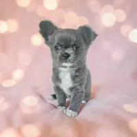 Fluffy Blue Girl , a female Chihuahua for sale in Brooklyn, NY – Photo 3 of 3