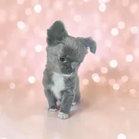 Fluffy Blue Girl , a female Chihuahua for sale in Brooklyn, NY – Photo 2 of 3