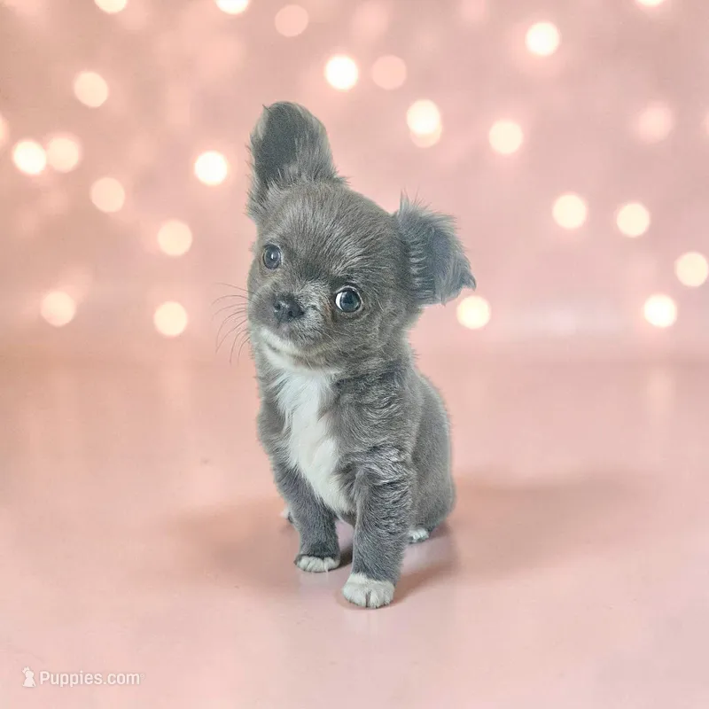 Fluffy Blue Girl  – Chihuahua puppy for sale in Brooklyn, NY