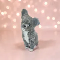 Fluffy Blue Girl , a female Chihuahua for sale in Brooklyn, NY – Photo 1 of 3