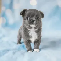 Fluffy Blue Girl , a female Chihuahua for sale in Brooklyn, NY – Photo 3 of 4
