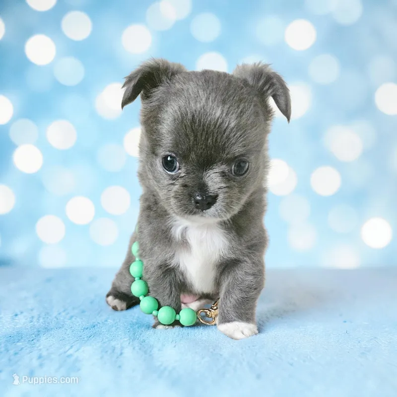 Fluffy Blue Girl , a female Chihuahua for sale in Brooklyn, NY – Photo 1 of 4