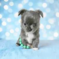 Fluffy Blue Girl , a female Chihuahua for sale in Brooklyn, NY – Photo 1 of 4