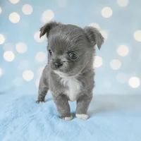 Fluffy Blue Girl , a female Chihuahua for sale in Brooklyn, NY – Photo 2 of 4