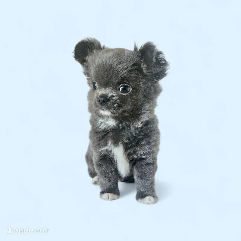 AKC Fluffy Blue boy , a male Chihuahua for sale in Brooklyn, NY – Photo 1 of 2