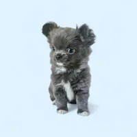 AKC Fluffy Blue boy , a male Chihuahua for sale in Brooklyn, NY – Photo 1 of 2