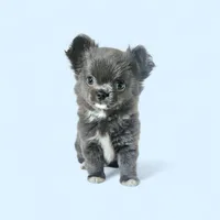 AKC Fluffy Blue boy , a male Chihuahua for sale in Brooklyn, NY – Photo 2 of 2