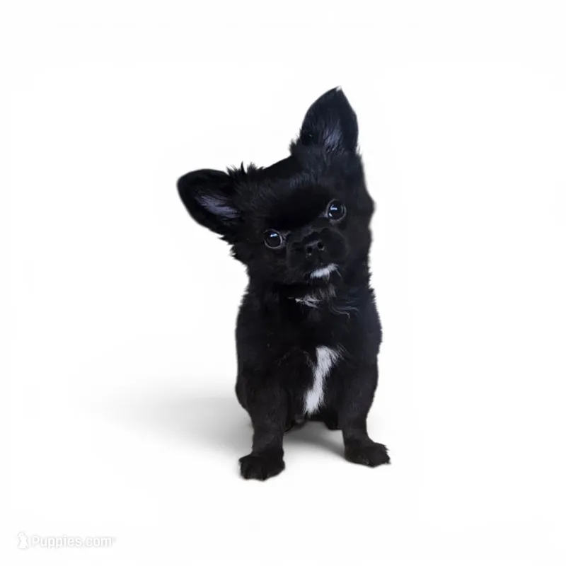 AKC Fluffy boy – Chihuahua puppy for sale in Brooklyn, NY