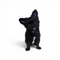 AKC Fluffy boy, a male Chihuahua for sale in Brooklyn, NY – 2 of 7