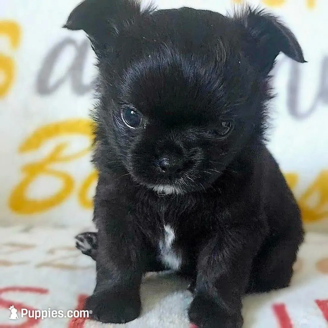AKC Fluffy boy – Chihuahua puppy for sale in Brooklyn, NY