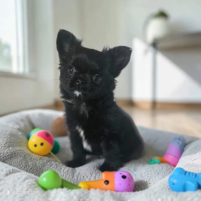 AKC Fluffy boy – Chihuahua puppy for sale in Brooklyn, NY