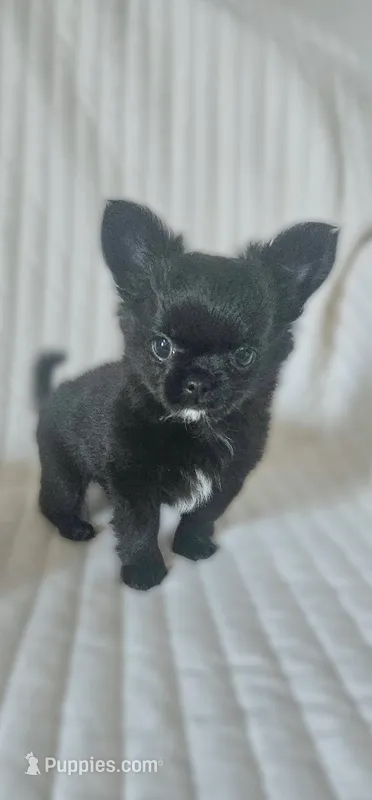 AKC Fluffy boy – Chihuahua puppy for sale in Brooklyn, NY