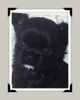 AKC Fluffy boy, a male Chihuahua for sale in Brooklyn, NY – Photo 3 of 3