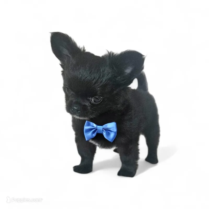 AKC Fluffy boy – Chihuahua puppy for sale in Brooklyn, NY