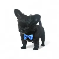 AKC Fluffy boy, a male Chihuahua for sale in Brooklyn, NY – 4 of 7
