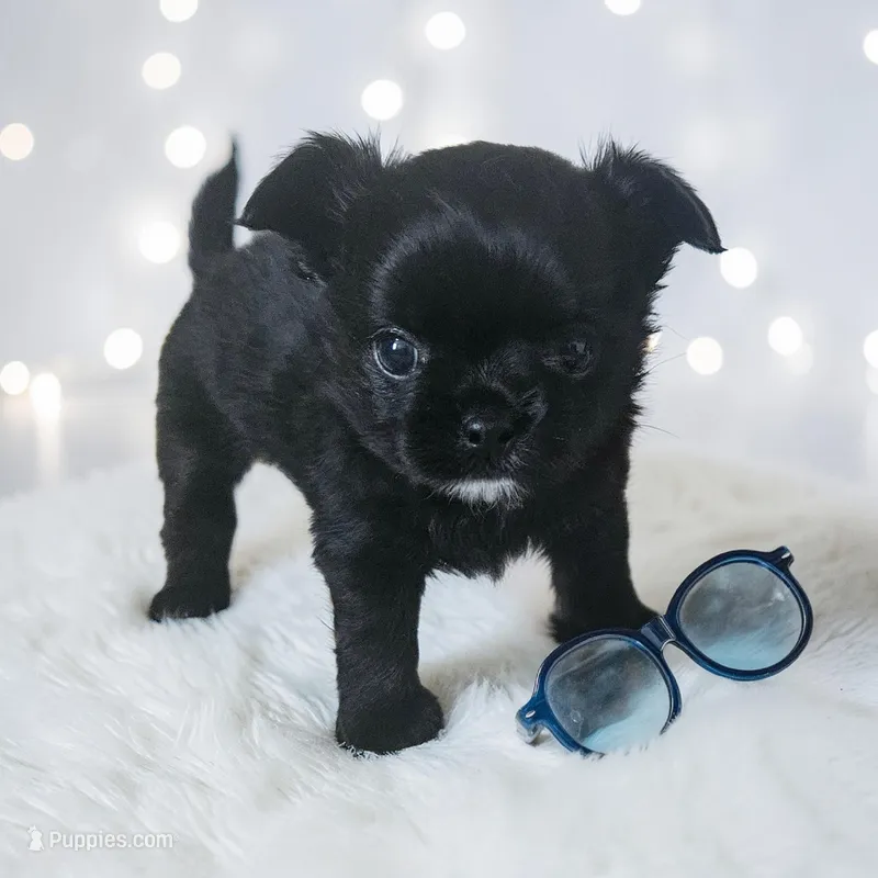 AKC Fluffy boy – Chihuahua puppy for sale in Brooklyn, NY