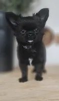 AKC Fluffy boy, a male Chihuahua for sale in Brooklyn, NY – 3 of 7