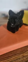 AKC Fluffy boy, a male Chihuahua for sale in Brooklyn, NY – 7 of 7
