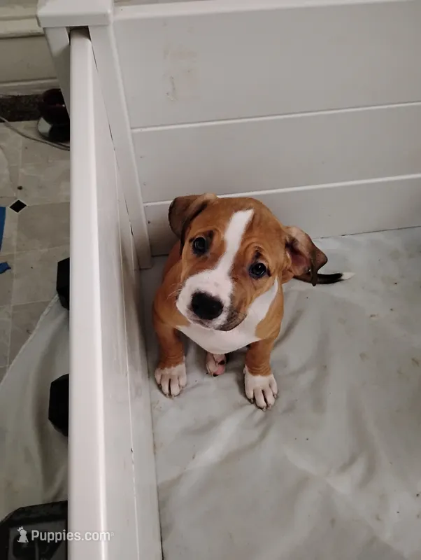 Lil bit  – American Bully puppy for sale in Superior, WI