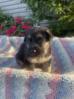 Shiloh , a female German Shepherd Dog for sale in Honey Grove, PA – 2 of 4