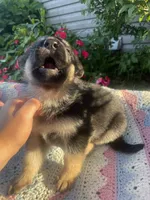 Shiloh , a female German Shepherd Dog for sale in Honey Grove, PA – 3 of 4