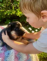 Shiloh , a female German Shepherd Dog for sale in Honey Grove, PA – 4 of 4