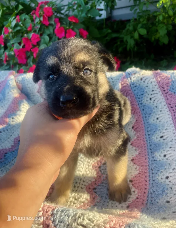 Shiloh  – German Shepherd Dog puppy for sale in Honey Grove, PA
