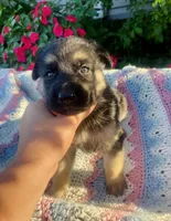 Shiloh , a female German Shepherd Dog for sale in Honey Grove, PA – 1 of 4