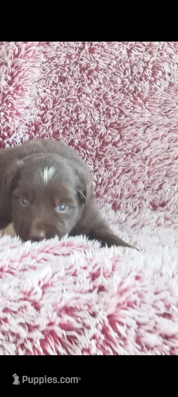 Asher – Miniature Australian Shepherd puppy for sale in Maysville, KY