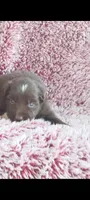 Asher, a male Miniature Australian Shepherd for sale in Maysville, KY – 1 of 1