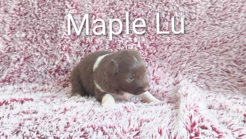 Maple Lu – Miniature Australian Shepherd puppy for sale in Maysville, KY