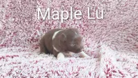 Maple Lu, a female Miniature Australian Shepherd for sale in Maysville, KY – 1 of 1