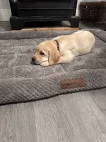 Black Collar, a male Labrador Retriever for sale in Leesburg, OH – Photo 6 of 10