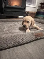 Black Collar, a male Labrador Retriever for sale in Leesburg, OH – Photo 4 of 10