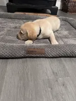 Black Collar, a male Labrador Retriever for sale in Leesburg, OH – Photo 10 of 10