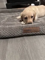 Black Collar, a male Labrador Retriever for sale in Leesburg, OH – Photo 9 of 10