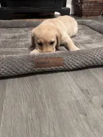 Black Collar, a male Labrador Retriever for sale in Leesburg, OH – Photo 5 of 10