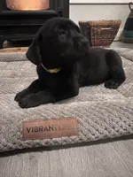 Yellow Collar, a male Labrador Retriever for sale in Leesburg, OH – Photo 2 of 5