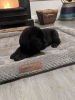 Yellow Collar, a male Labrador Retriever for sale in Leesburg, OH – Photo 1 of 5