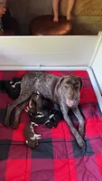 Male- Blue , a male German Shepherd Dog and German Shorthaired Pointer for sale in Boone, NC – 2 of 2