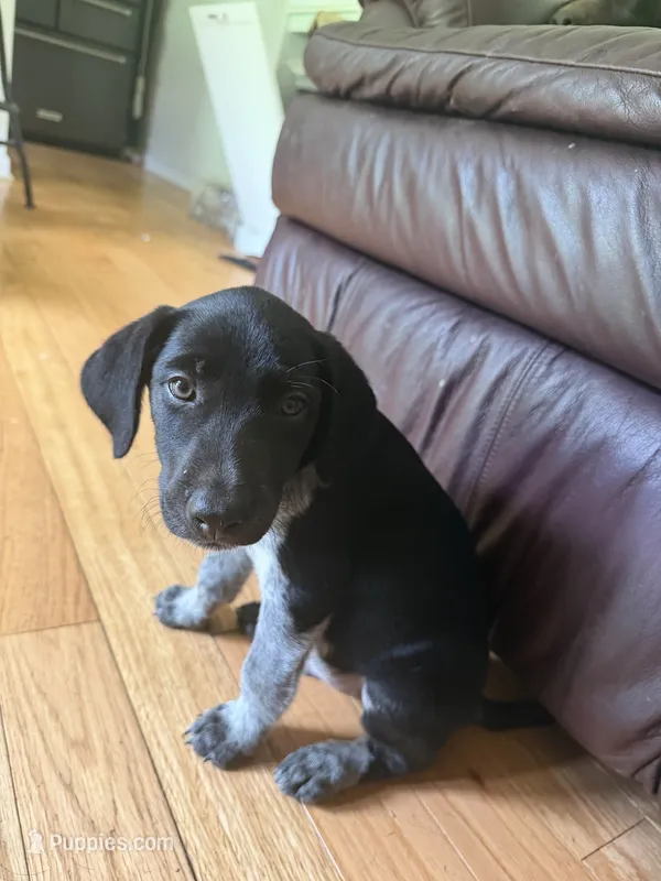 Male-Orange – German Shepherd Dog, German Shorthaired Pointer puppy for sale in Boone, NC
